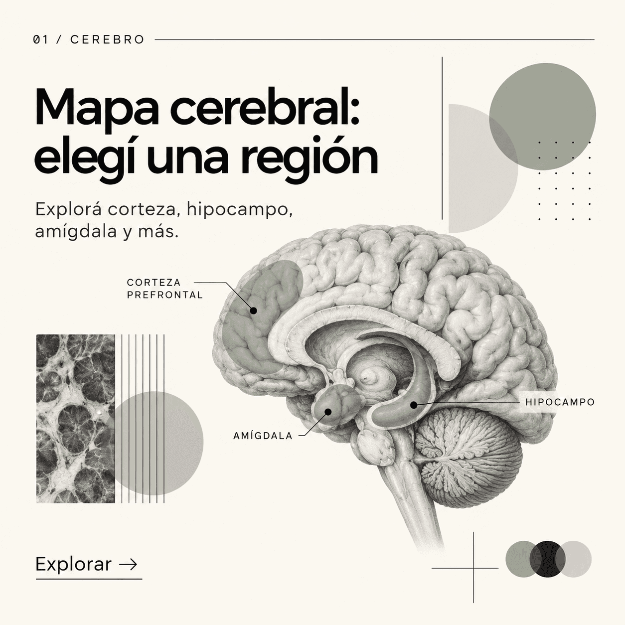 Ilustración de un cerebro en corte con corteza prefrontal, hipocampo y amígdala resaltados