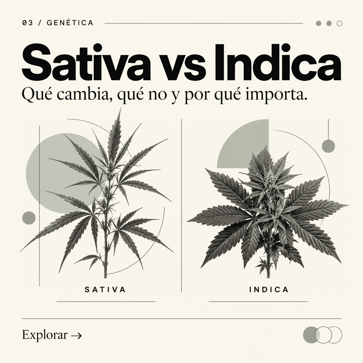 Ilustración botánica de una planta sativa y una indica